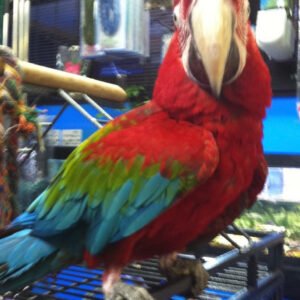 Baby Macaw (Green Wing)