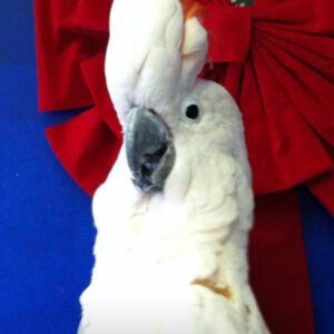 Baby Cockatoo ( Moluccan - Salmon-Crested)