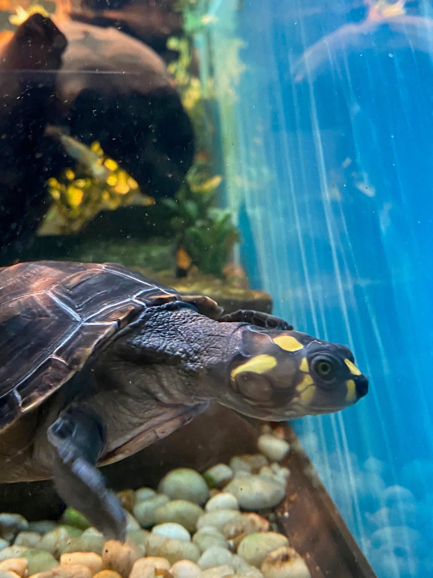 Amazon Yellow Spotted River Turtle - Image 8