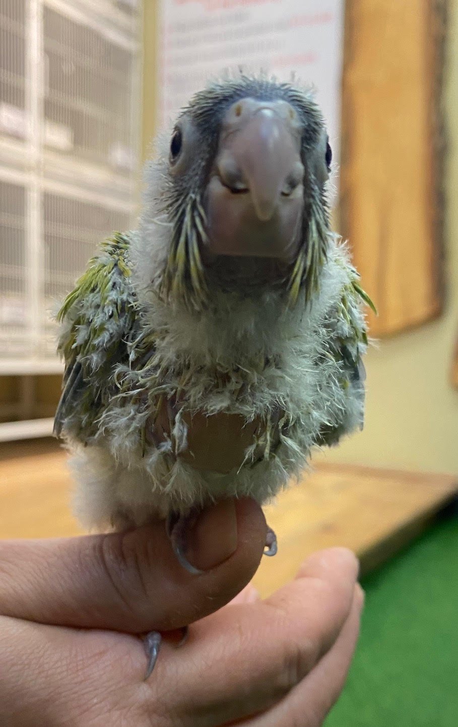 Baby Conure (Dilute) - Image 3
