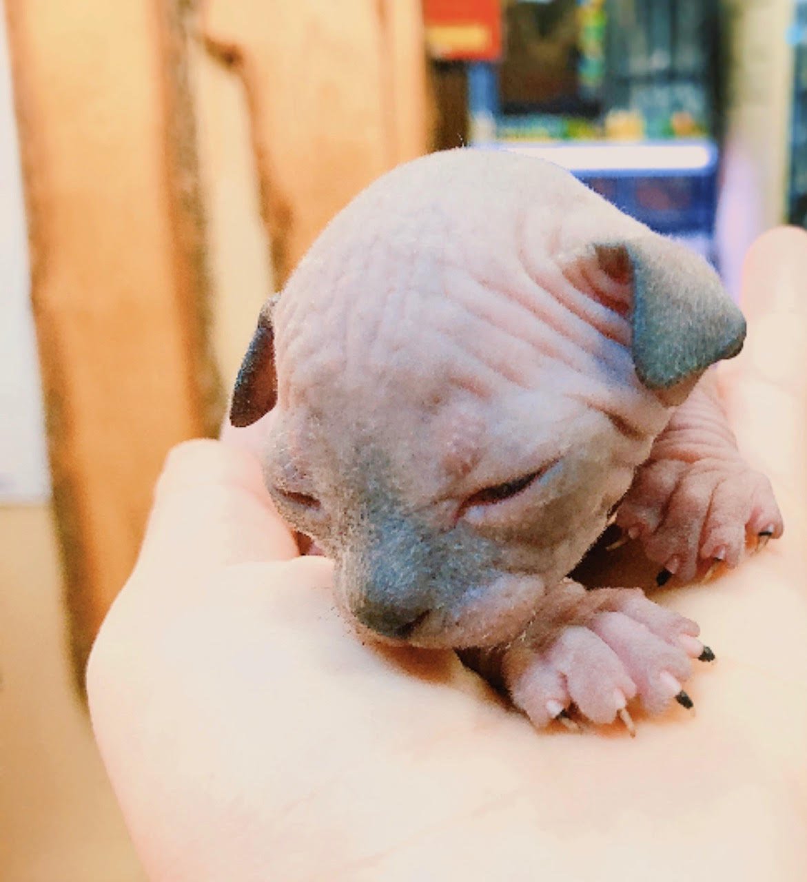 Sphynx (Local Bred) - Image 3