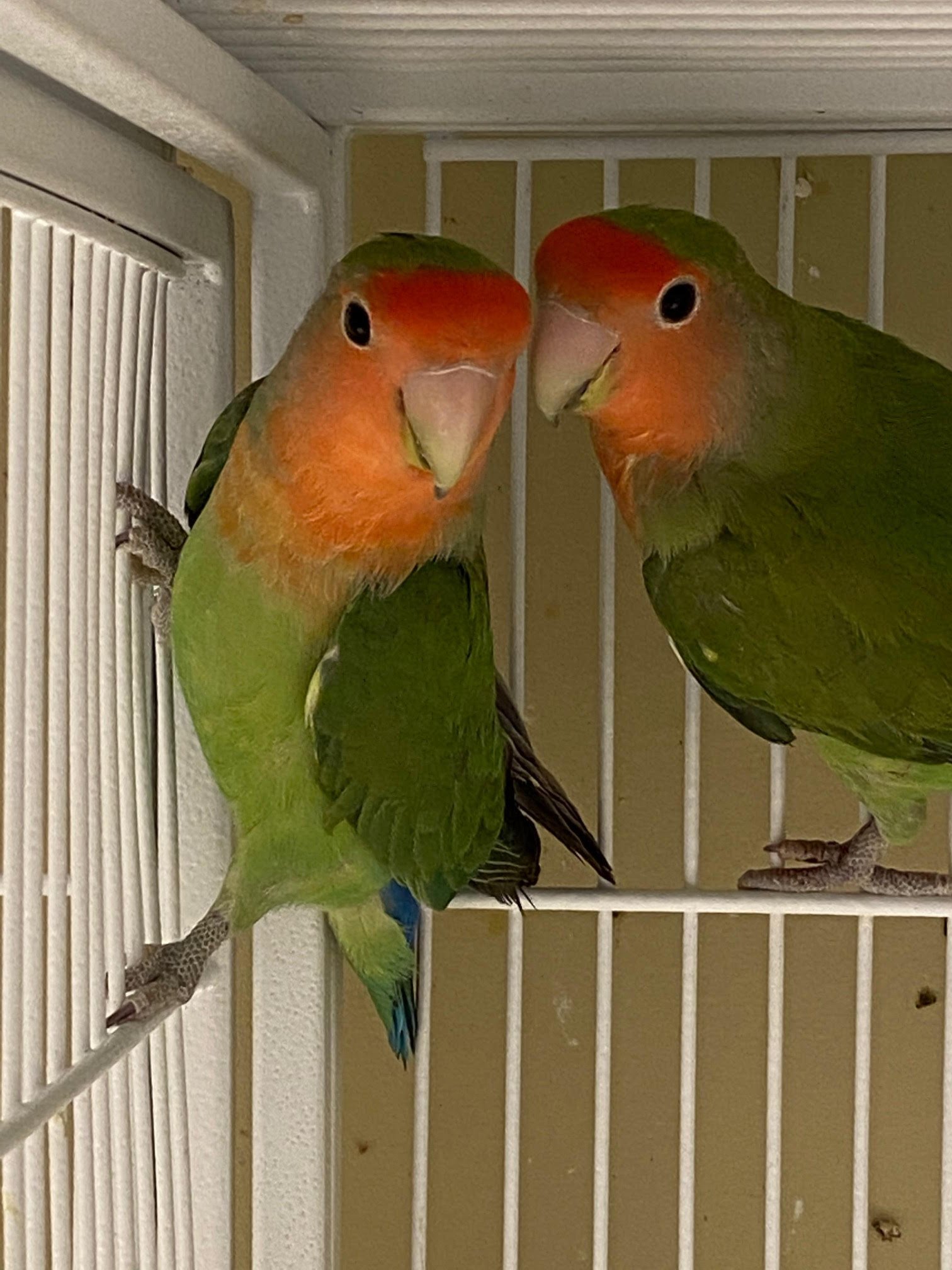 Lovebird (Peach Faced) - Image 3