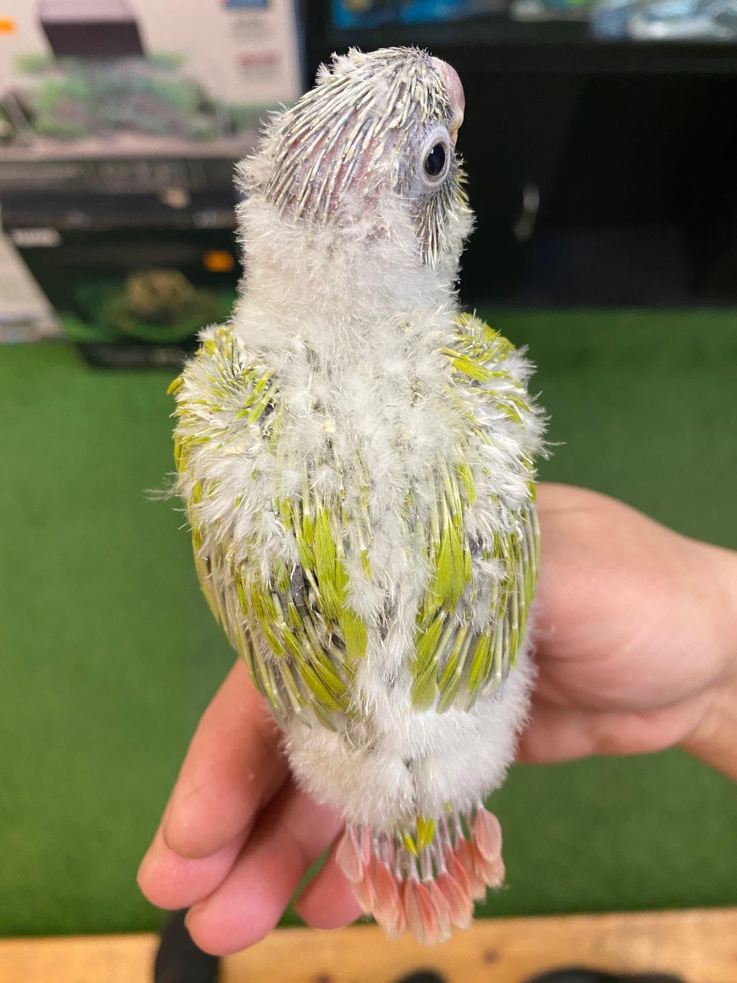 Baby Conure (Dilute) - Image 4