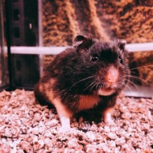 Hamster Calico