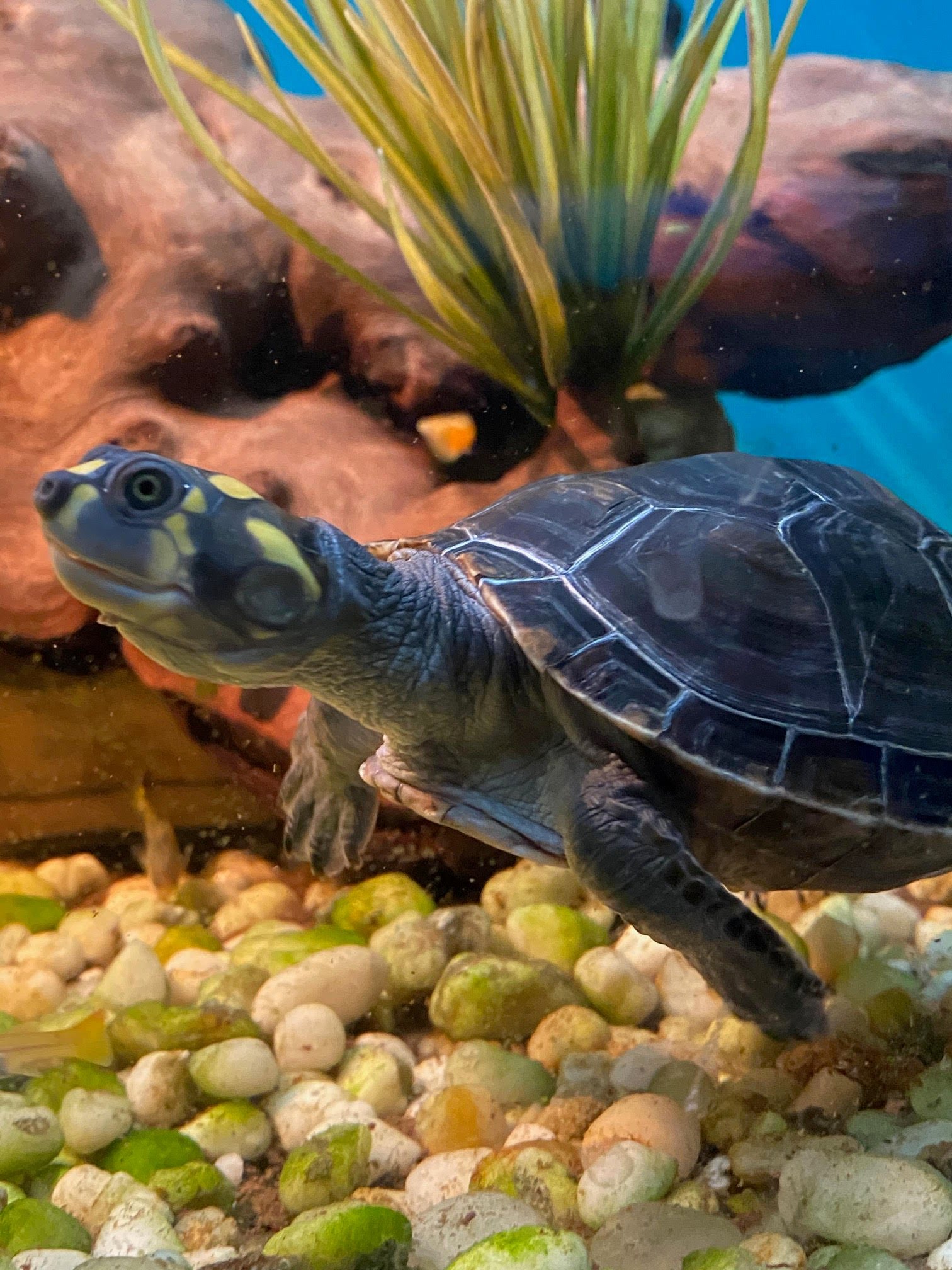 Amazon Yellow Spotted River Turtle - Image 9