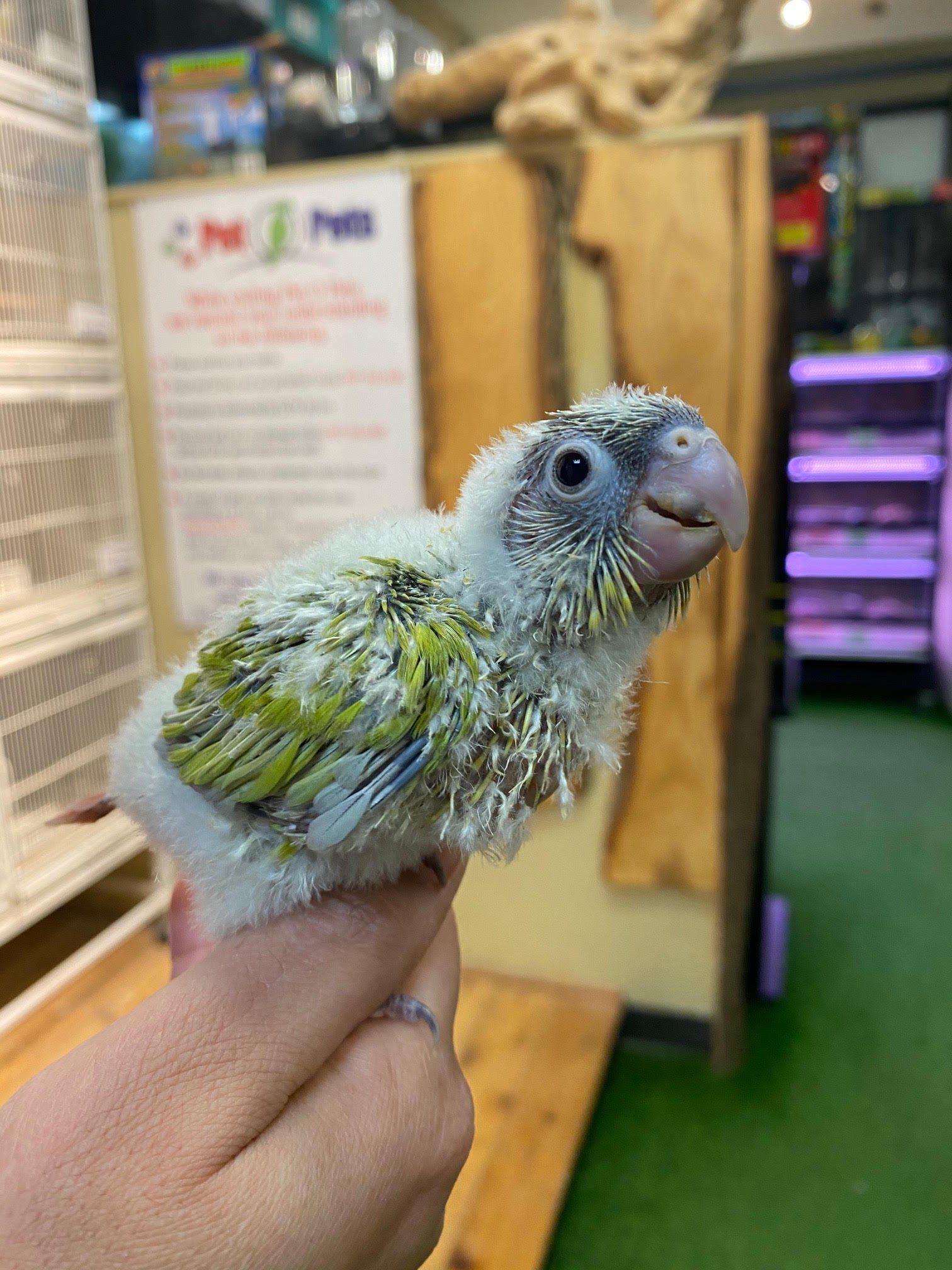 Baby Conure (Dilute) - Image 5