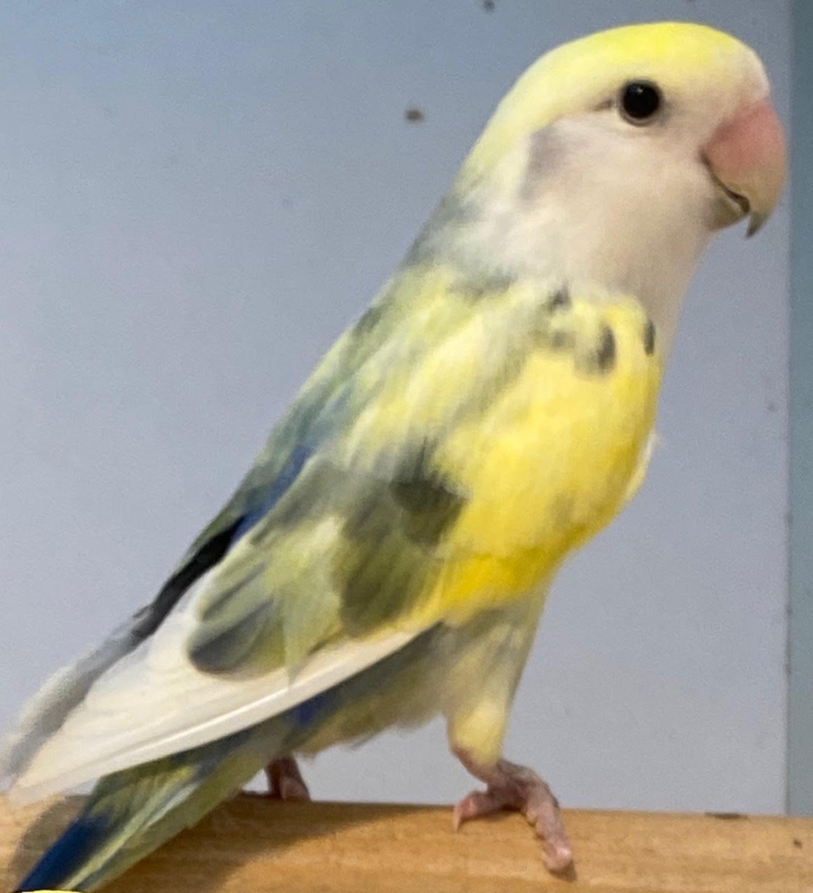 Lovebird (Pied) - Image 4