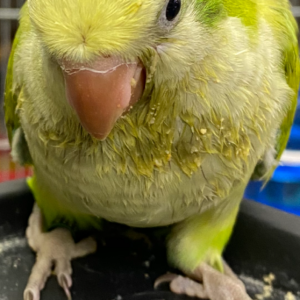 Baby Quaker Dilute (Pallid)