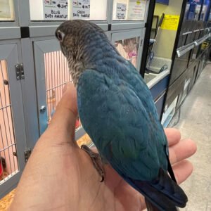 Baby Conure (Single Factor Violet)