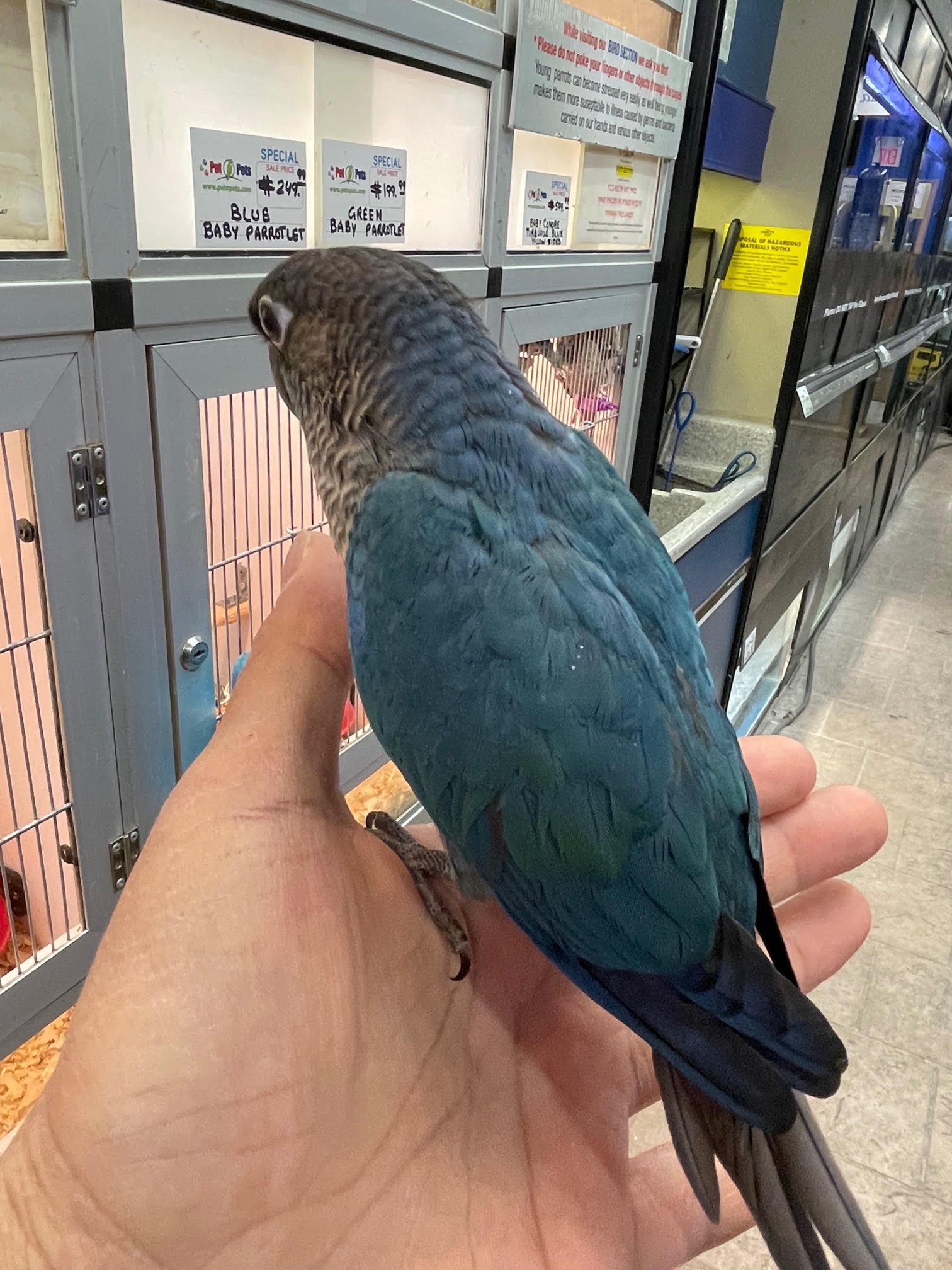 Baby Conure (Single Factor Violet)