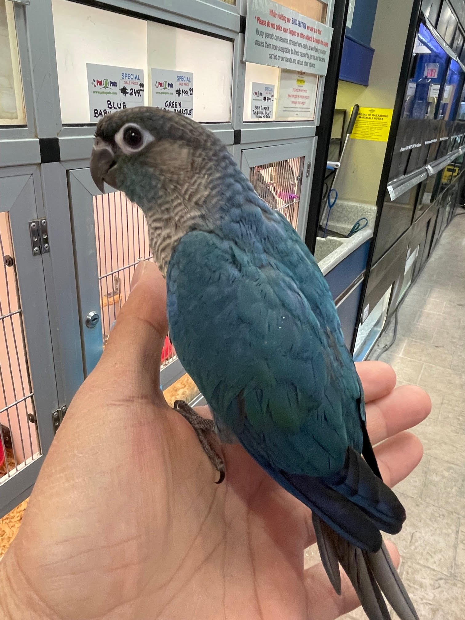 Baby Conure (Single Factor Violet) - Image 2