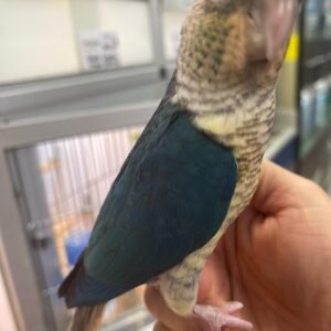Baby Conure (Yellow Sided Violet)