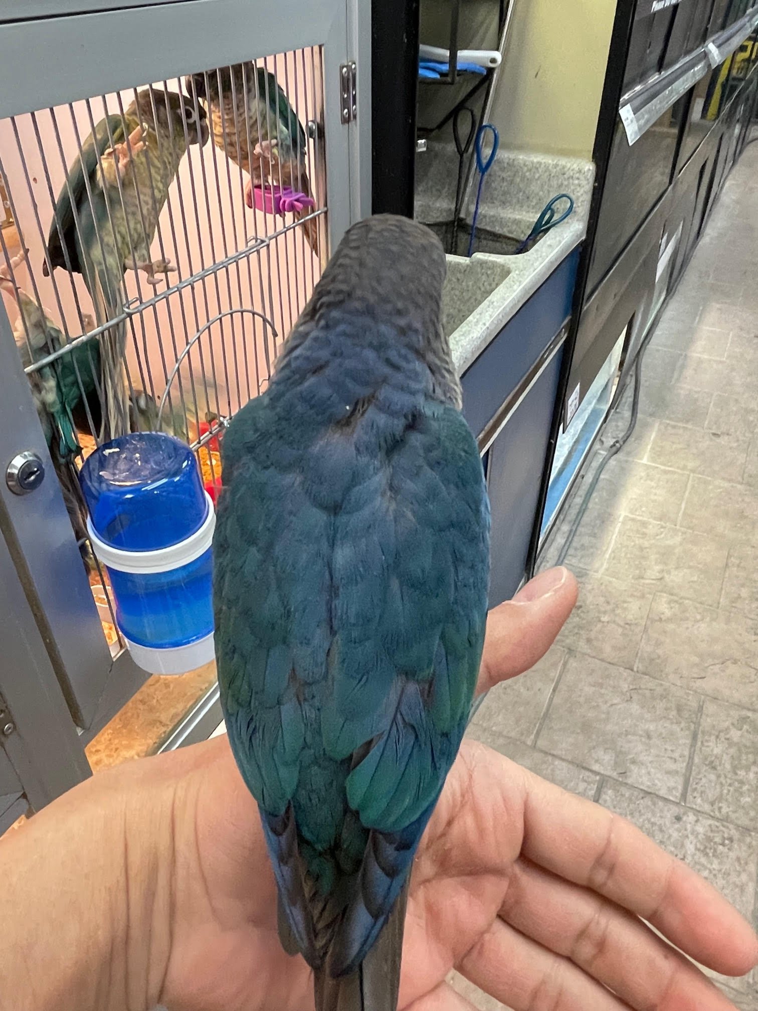 Baby Conure (Single Factor Violet) - Image 5