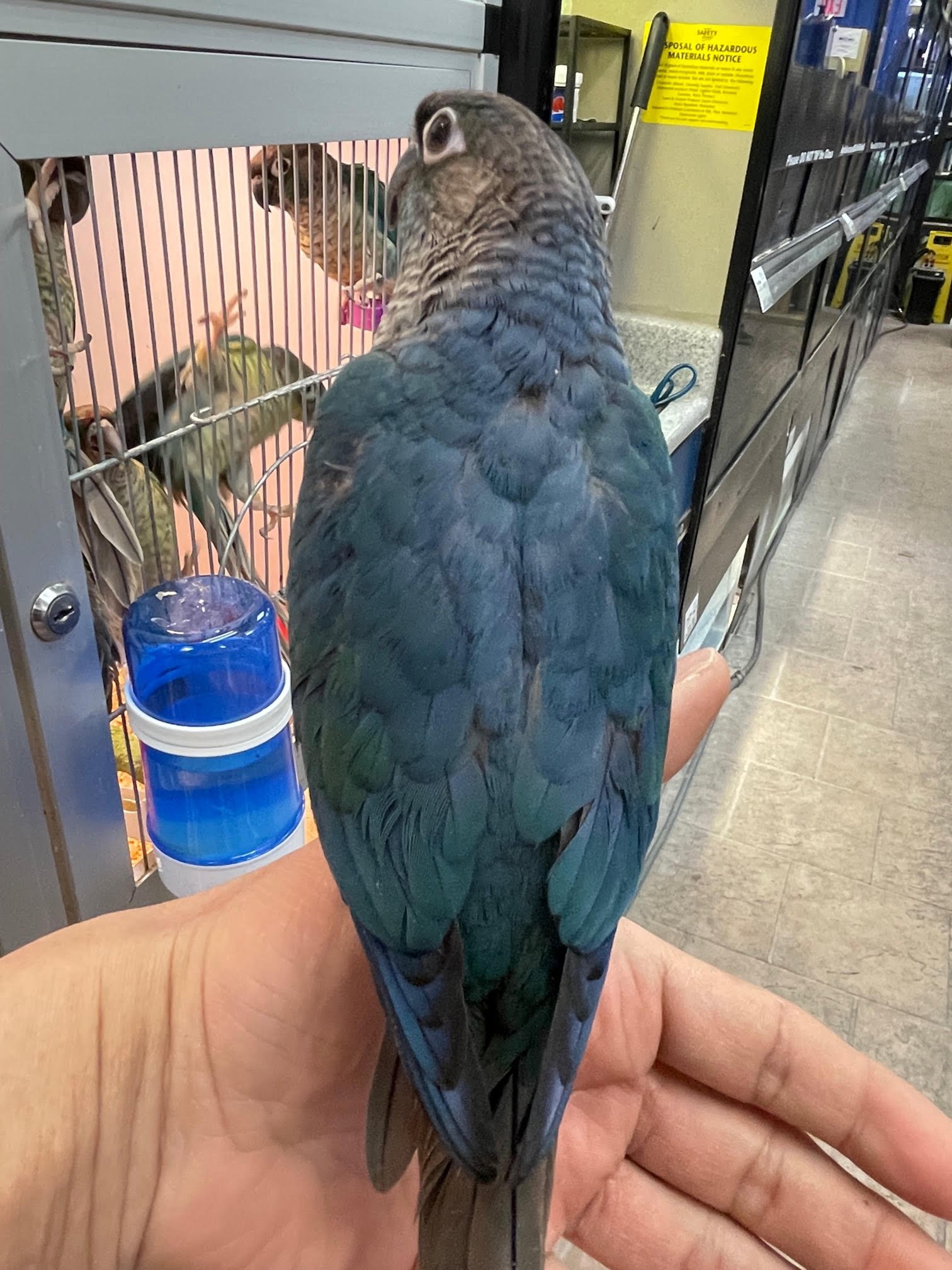 Baby Conure (Single Factor Violet) - Image 6