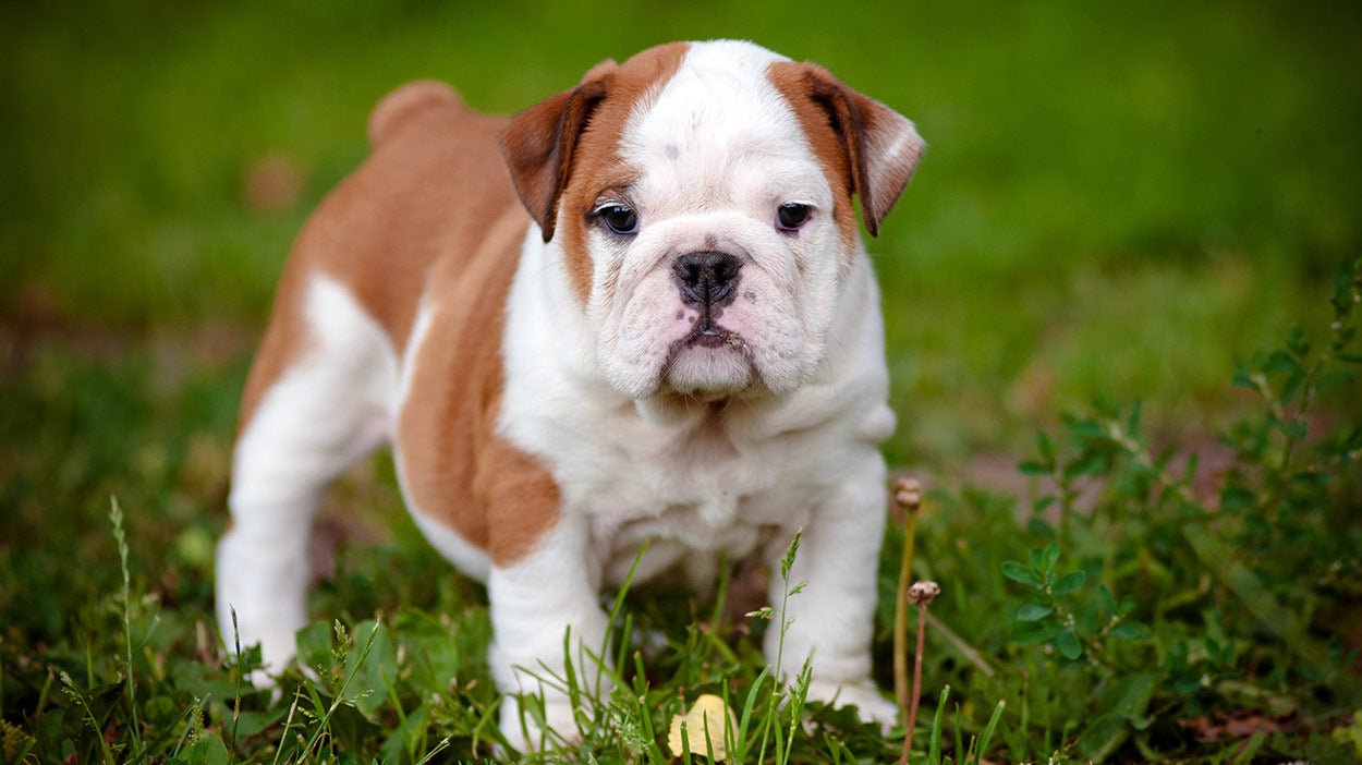 English Bulldog