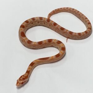 Corn Snake Abbott Reverse Okeetee Het Anery