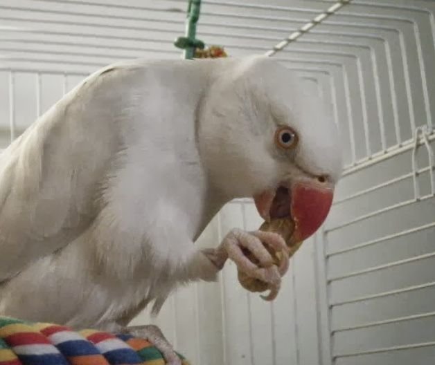 Baby Indian Ringneck (Albino) - Image 2
