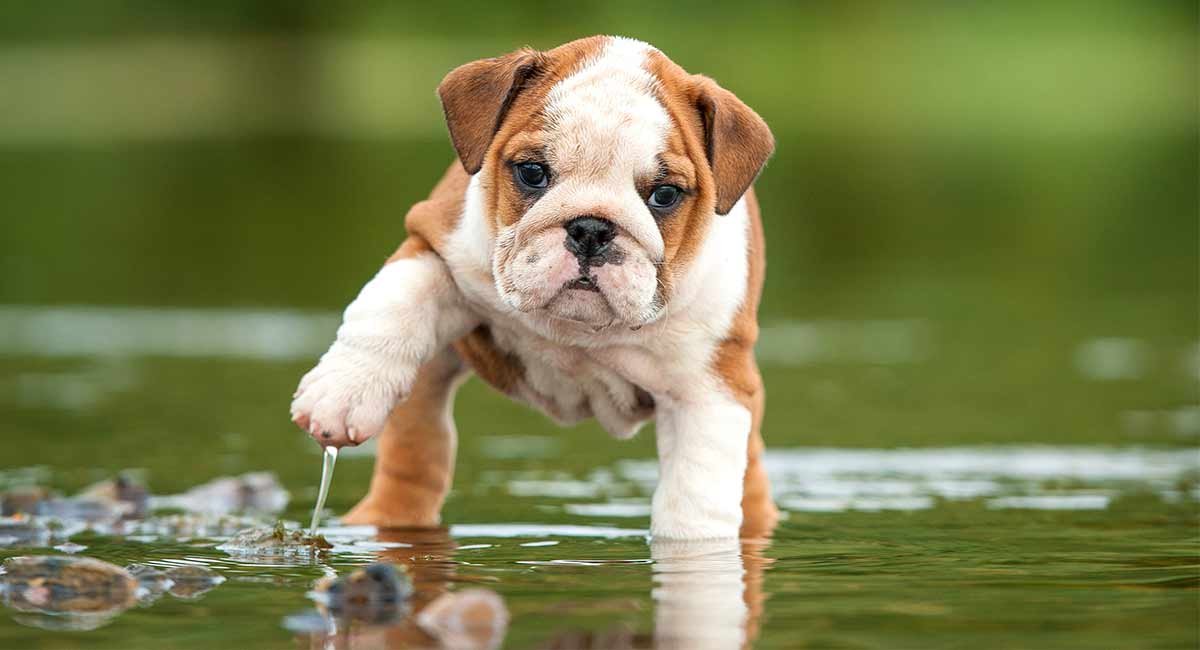 English Bulldog - Image 2